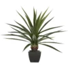 AGAVE GEANTE H.130CM