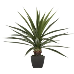 AGAVE GEANTE H.130CM