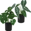 ALOCASIA ET MONSTERA 7 FEUILLES POT H.30CM
