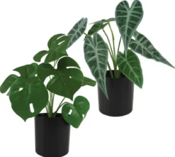 ALOCASIA ET MONSTERA 7 FEUILLES POT H.30CM