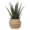 ALOE POT NATUREL H.40CM