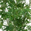 BAMBOU POT NATUREL LY H.100CM