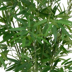 BAMBOU POT NATUREL LY H.100CM