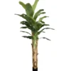 BANANIER 27 FEUILLES POT PLASTIQUE NOIR H.250CM VERT