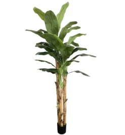 BANANIER 27 FEUILLES POT PLASTIQUE NOIR H.250CM VERT