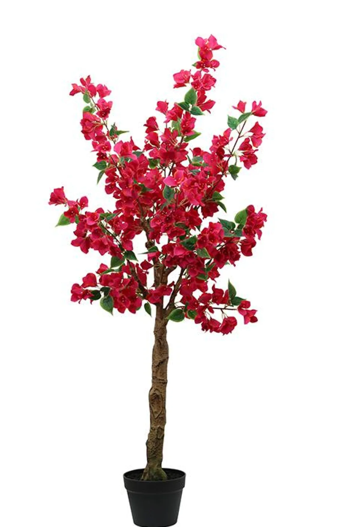 BOUGAINVILLIER POT PLASTIQUE H.130CM