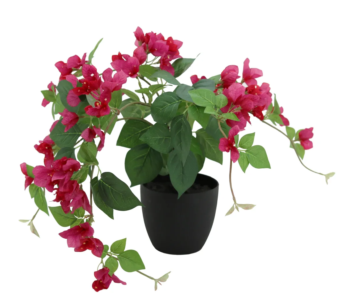 BOUGAINVILLIER RETOMBANT POT H.40CM FUCHSIA