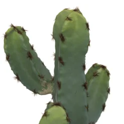 CACTUS POT CERAMIQUE EFFET TERRACOTTA H.24CM