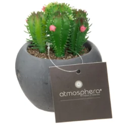 CACTUS POT CIMENT NOIR D.6.5CM