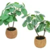 CALATHEA PEPEROMIA POT BOULE CIMENT EFFET CANNAGE H.40CM