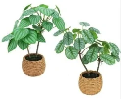 CALATHEA PEPEROMIA POT BOULE CIMENT EFFET CANNAGE H.40CM