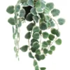 CEROPEGIA RETOMBANT POT PLASTIQUE H.63CM