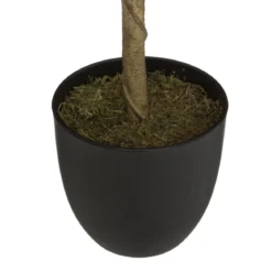 CITRONNIER EN POT CERZA H.70CM
