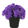 COMPOSITION 22 VIOLETTES H.27CM