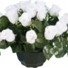 COUPE BOUTON ROSE BLANC H25CM