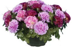 COUPE OEILLET CAMAIEU