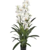 CYMBIDIUM 30 FLEURS 60 FEUILLES BLANC