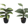 DIFFENBACHIA ET CALATHEA EN POT H33CM