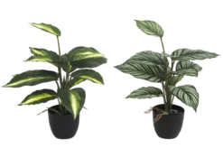 DIFFENBACHIA ET CALATHEA EN POT H33CM
