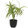 DRACENA EN POT PLASTIQUE NOIR POT D7.5CM H35CM
