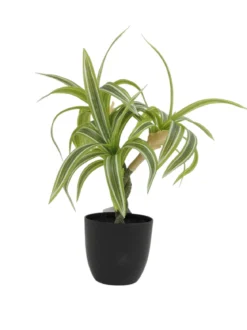 DRACENA EN POT PLASTIQUE NOIR POT D7.5CM H35CM