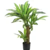 DRACENA 58 FEUILLES H80CM