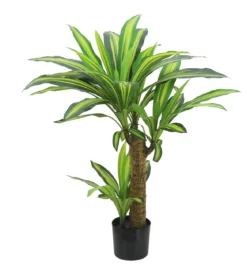 DRACENA 58 FEUILLES H80CM