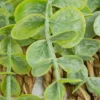 EUCALYPTUS A SUSPENDRE ZEA POT NATUREL H.70CM