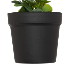 EUCALYPTUS EN POT MERLY H.51CM