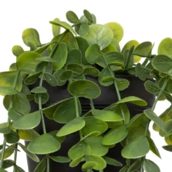 EUCALYPTUS EN POT MERLY H.51CM