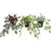 FEUILLAGE RETOMBANT EN POT H50CM AU PLUS LONG