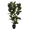 FICUS ROBUSTA H.120CM