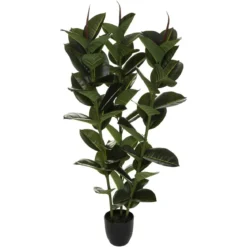 FICUS ROBUSTA H.120CM