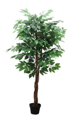 FICUS 3 TRONCS 756 FEUILLES POT H.150CM