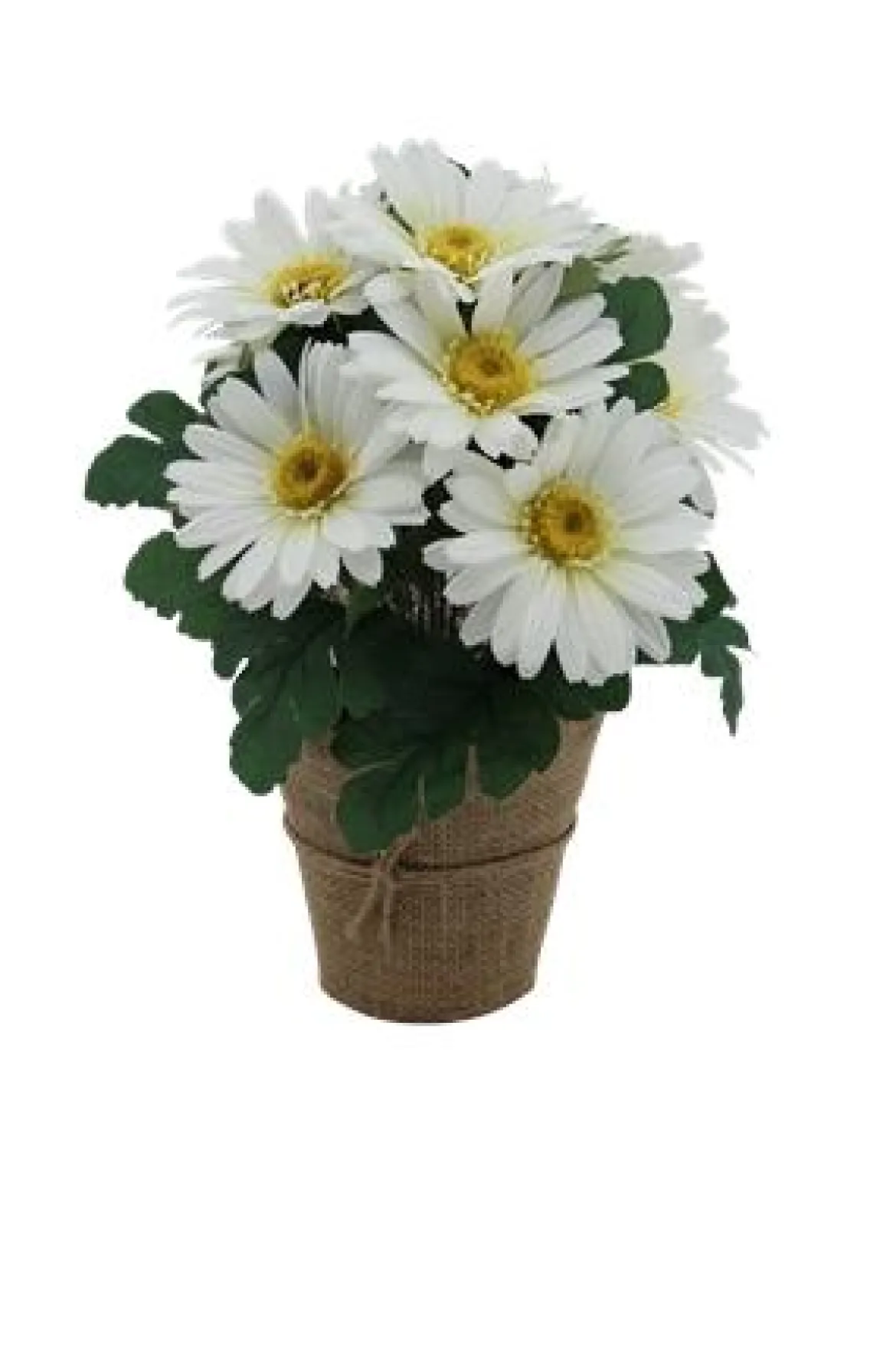 GERBERAS EN POT TOILE DE JUTE H32CM