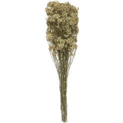 GRAMINEE H.57CM