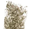 GYPSOPHILE NATUREL SECHE H.58CM
