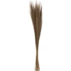 HERBES SECHEES ORIGINES H.110CM
