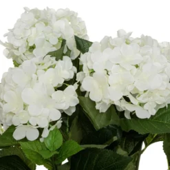 HORTENSIA H.60CM