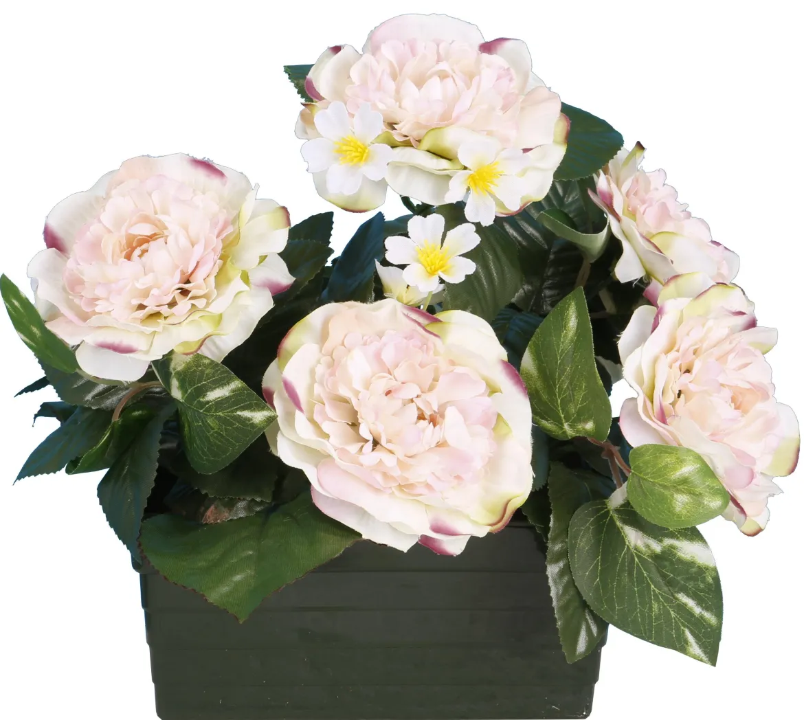 JARDINIERE CAMELIAS