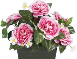 JARDINIERE CAMELIAS