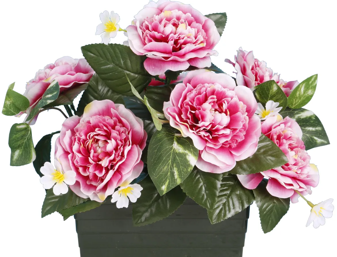 JARDINIERE CAMELIAS