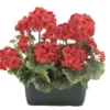 JARDINIERE GERANIUMS H.35CM ROUGE ET ROSE