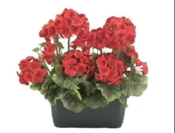 JARDINIERE GERANIUMS H.35CM ROUGE ET ROSE