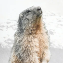 MARMOTTA COUSSIN 50X50CM NATUREL