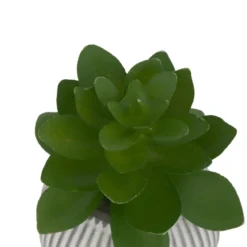 MINI PLANTE GRASSE POT CIMENT UBI H.7CM