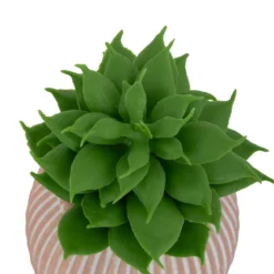 MINI PLANTE GRASSE POT CIMENT UBI H.7CM