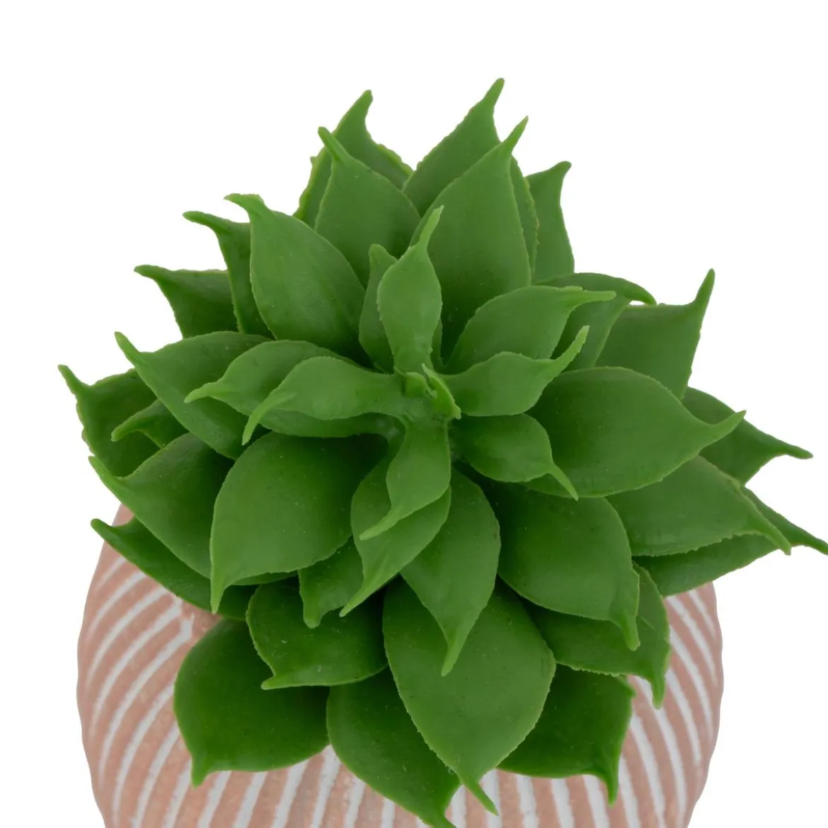 MINI PLANTE GRASSE POT CIMENT UBI H.7CM