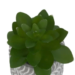 MINI PLANTE GRASSE POT CIMENT UBI H.7CM