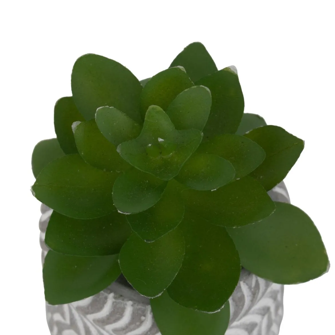 MINI PLANTE GRASSE POT CIMENT UBI H.7CM